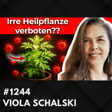  Artemisia annua – Verdeckte Wirkungen? | Viola Schalski #1244 image