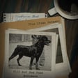 #115 Auf den Hund gekommen image