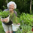 Growing Herbs in Shade image