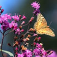 Ironweed for the Mid-Atlantic Garden image