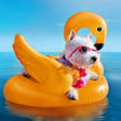 Dogs Everywhere image