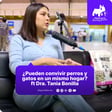 ¿Pueden convivir perros y gatos en un mismo hogar? ft Tania Bonilla, MV image