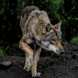 Réquiem por el lobo ibérico image