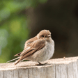 Exceso de anillado de aves image
