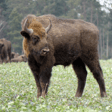 Bisonte europeo en España image