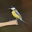 Comportamientos insólitos en la Naturaleza urbana  image