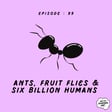 Episode 099 - Ants, Fruit Flies & Six Billion Humans image