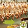 When Dead Chickens Fly: The Current Issue With American Chicken Processing Plants | Episode 110 image