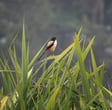 Peaceful Summer Morning & Birds Singing: 8-Hour Gentle Nature Soundscape for Relaxation, Studying & Sleep image