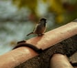 Calming Morning Birds: 8-Hour Serenade for Relaxation and Tranquility image