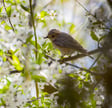 Spring Forest Ambience: 8-Hour Calming Nature Soundscape for Studying , Relaxation & Sleep image