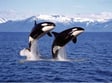 E189: Orcas image