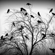 Jade Janks image