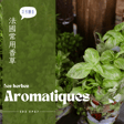 EP067 羅勒、百里香、牛至，又香又有療效，養不活的香草還是一盆一盆買 image