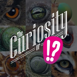 49: 👁️The Curiosity of Sight. How eyes work and how we discovered that.