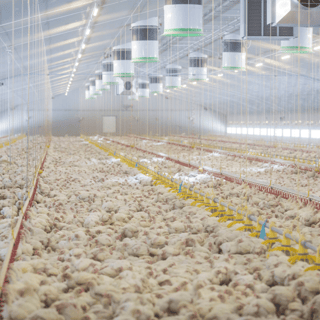 Concentrated Animal Feeding Operations (CAFOs) and Your Health