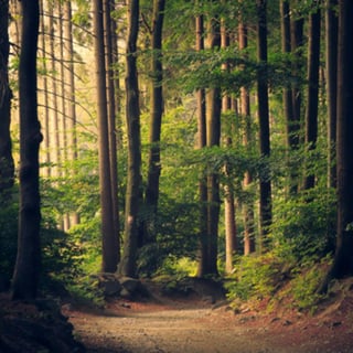 Forest Ambience: 8-Hour Tranquil Nature Soundscape for Blissful Sleepiness