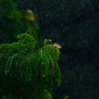 Soft Rain & Calming Wind 8 Hours | Rain Sound for Sleep, Babies & Relaxation