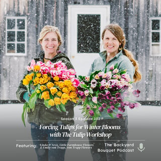 Ep.102: Forcing Tulips for Winter Blooms with The Tulip Workshop