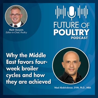 Why the Middle East favors four-week broiler cycles and how they are achieved.