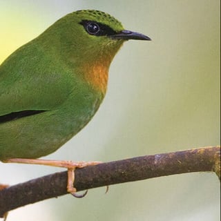 Birding in Arunachal