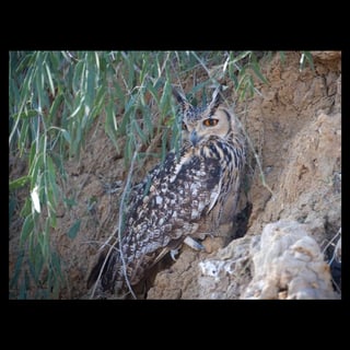Rajasthan Birding Tour