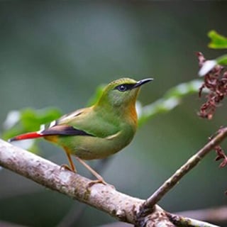 Arunachal Birding 