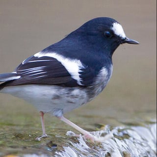  Birding in North India