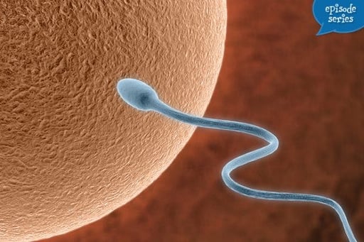Getting Pregnant: Ovulation, Fertilization and More
