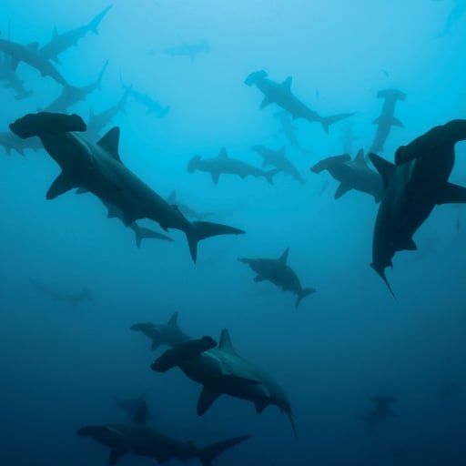 Marine Anthropogenic Noise: Listening to the Ocean