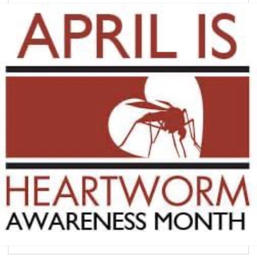 #44 April is Heartworm Awareness Month 