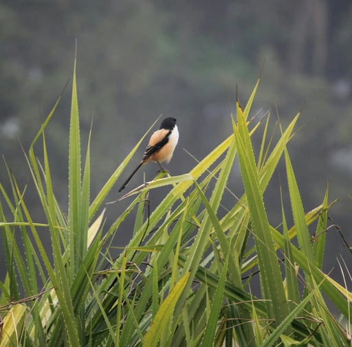 Peaceful Summer Morning & Birds Singing: 8-Hour Gentle Nature Soundscape for Relaxation, Studying & Sleep