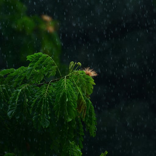 Soft Rain & Calming Wind 8 Hours | Rain Sound for Sleep, Babies & Relaxation