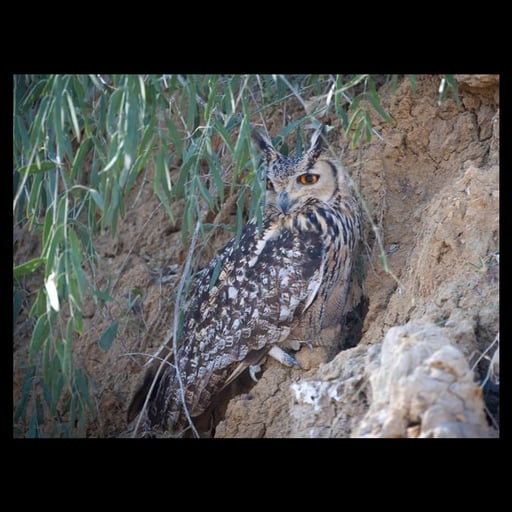Rajasthan Birding Tour