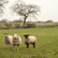 Domestic Sheep image