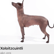 #35: Can You Pronounce Xoloitzcuintli image