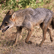 Chacal o lobo image