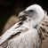 ¿Cuántas aves rapaces necrófagas necesitamos? image