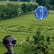 It's Crop Circle Season! What Do YOU Know About Crop Circles? Let's Take A Look... image