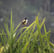 Peaceful Summer Morning & Birds Singing: 8-Hour Gentle Nature Soundscape for Relaxation, Studying & Sleep image