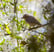 Spring Forest Ambience: 8-Hour Calming Nature Soundscape for Studying , Relaxation & Sleep image