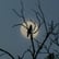 Birds Singing At Night: 8-Hour Tranquil Nocturnal Soundscape for Relaxation, Studying & Sleep image