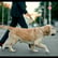 Collin - Pet Care/Sitting/Walking Entrepreneur  image