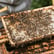 Cory - Stevens Bee Company  image