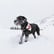 Scott - Canine Search and Rescue image