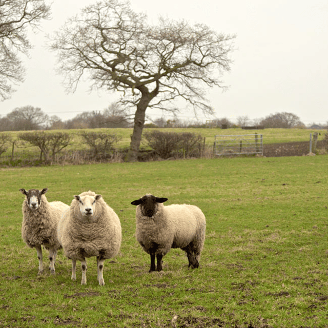Domestic Sheep image