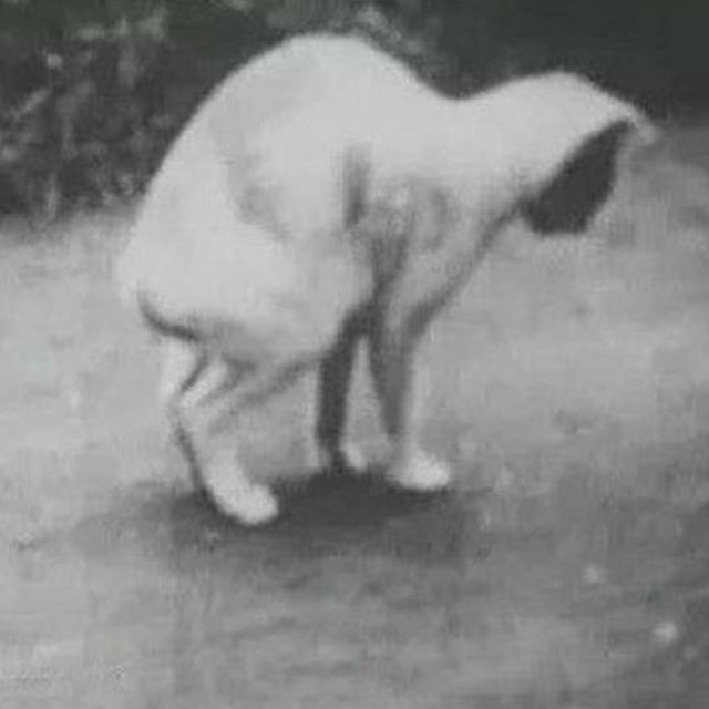 #109 - Minamata Disease (Part 2) image