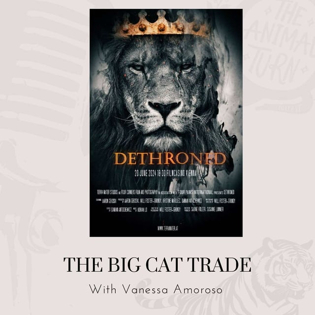 Bonus: Big Cat Trade with Vanessa Amoroso image