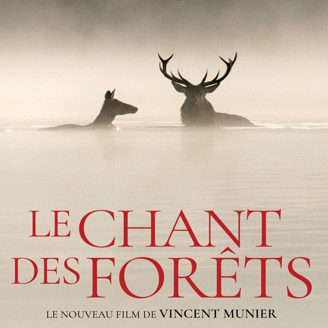 Rembobinage #217: Le chant des forêts image