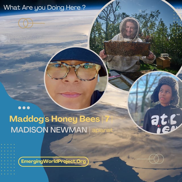 ENCORE | Maddog's Honey Bees | 7 | image